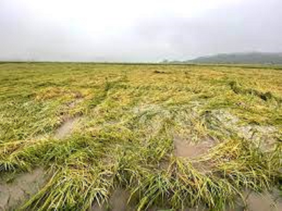 Hailstorm damages crops in Bajura