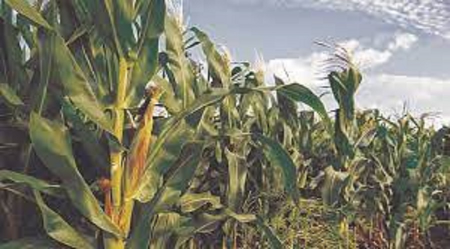 Drought hits maize crop