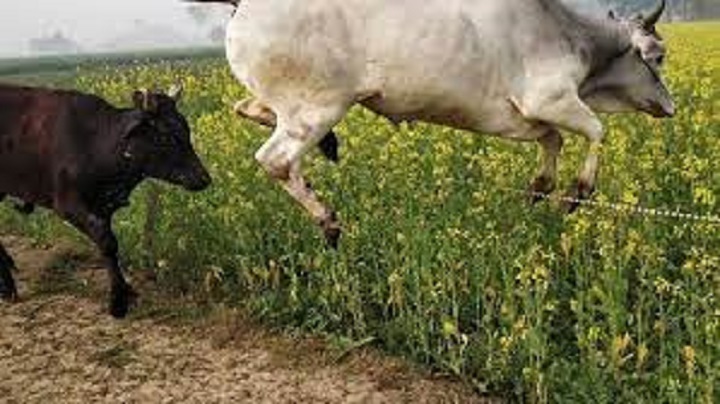 Where people endure sleepless night to protect crops from animals
