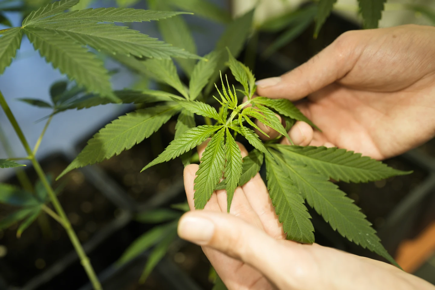 Germany plan to liberalize rules on cannabis possession