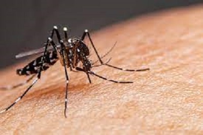 Dengue infection slows down
