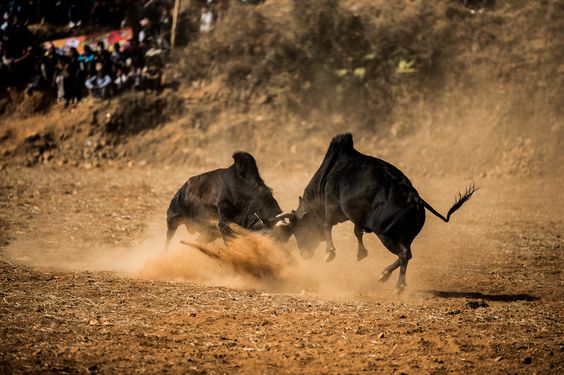 Bullfight to be organized in Dhading