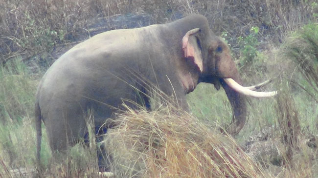 Six killed in wild elephant attacks in five months in Jhapa