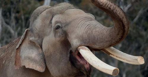 Woman dies, hubby hurt in wild elephant attack