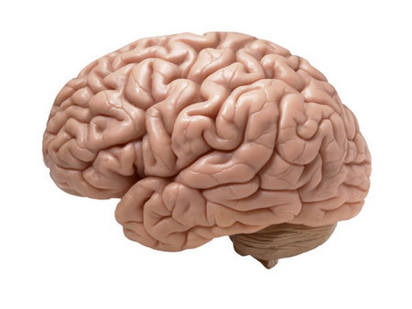Foetal exposure to medicines can affect brain: Study