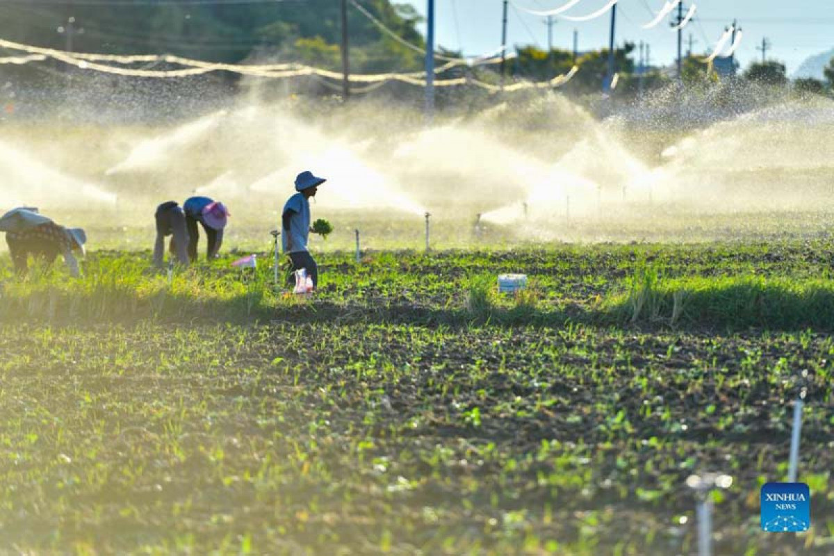 Farming materials delivered to farmers
