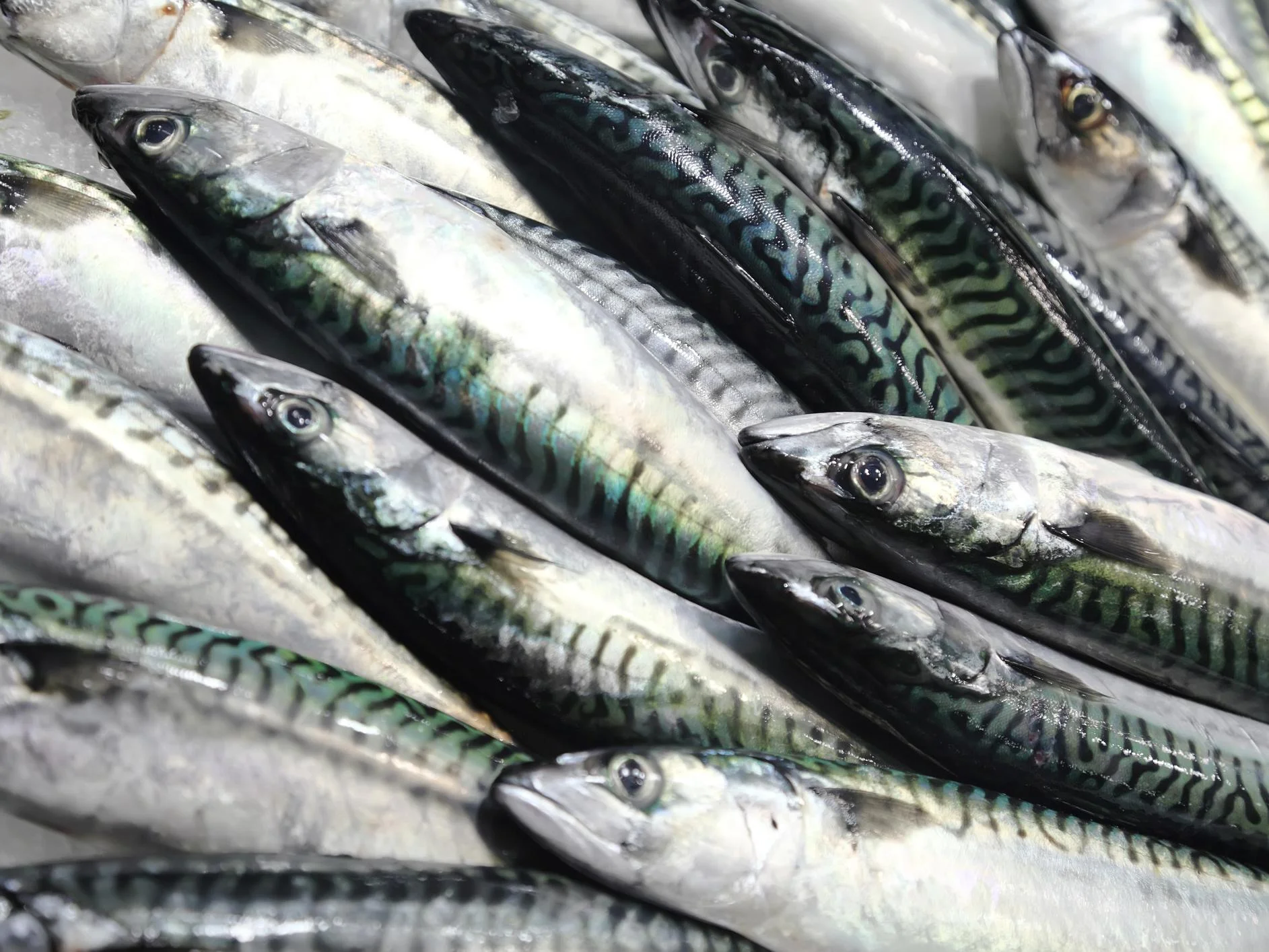 Illegally imported fish seized and destroyed