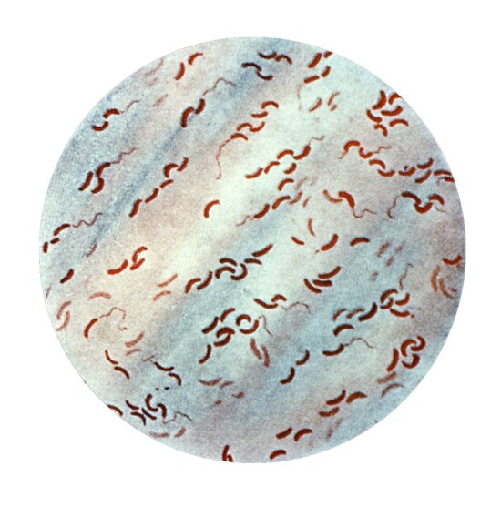 Bacteria generate electricity from wastewater