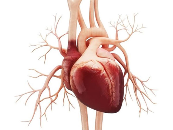 Campaign for free heart examination of children in Chitwan