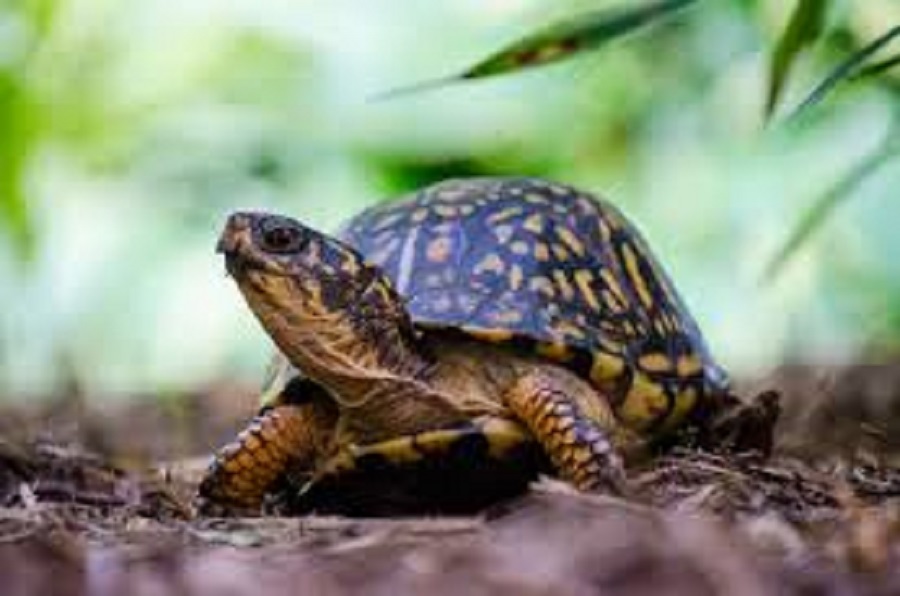 Turtles facing extinction threat for want of conservation