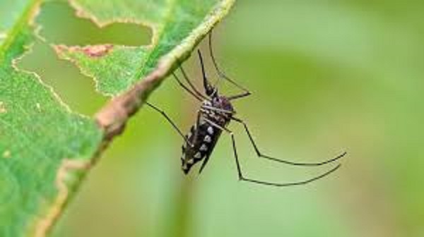Discovery of mosquitoes could lead to new strategy
