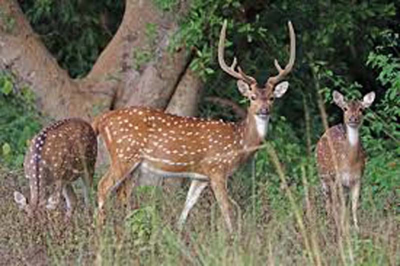 Deer native to India starve to death amid drought in Hawaii