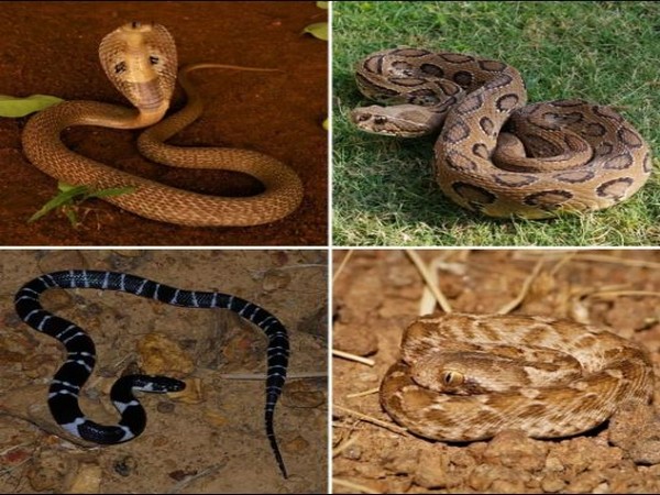 5 deadliest snakes to be beware of
