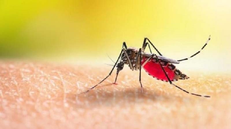 Dengue: Cases exceed 28,000 with 12 deaths reported