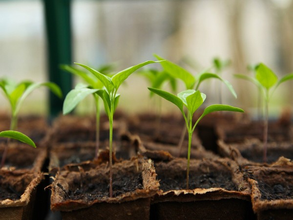 How plants respond to heat stress, Study