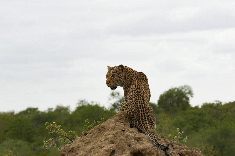 Leopard terror in Tikapur