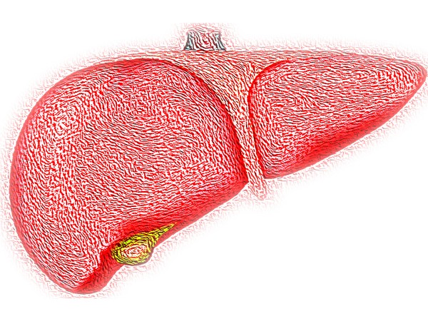 Study examines how chronic liver injury causes bone loss