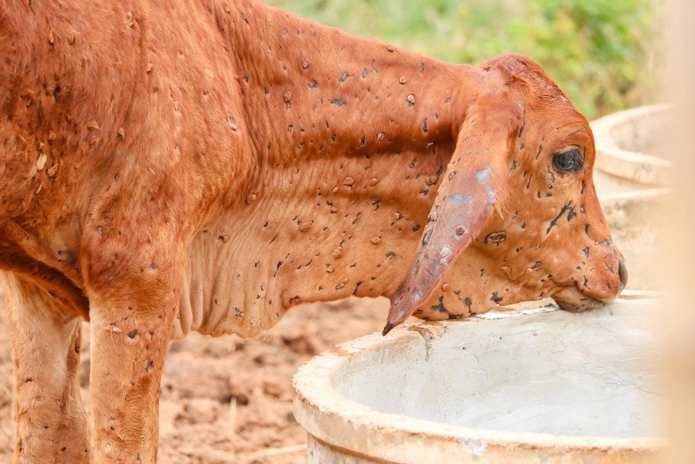 15,000 livestock vaccinated in Udayapur