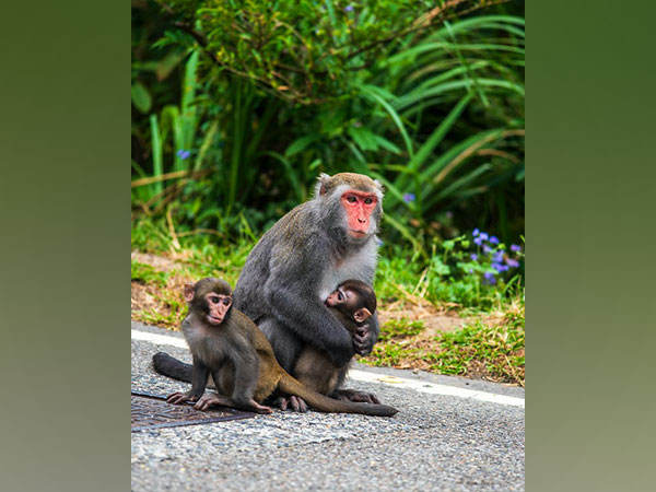 Twenty-seven monkeys die due to drowning in pond