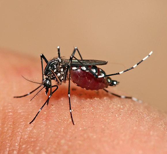 Keeping one’s home and environment mosquito-free