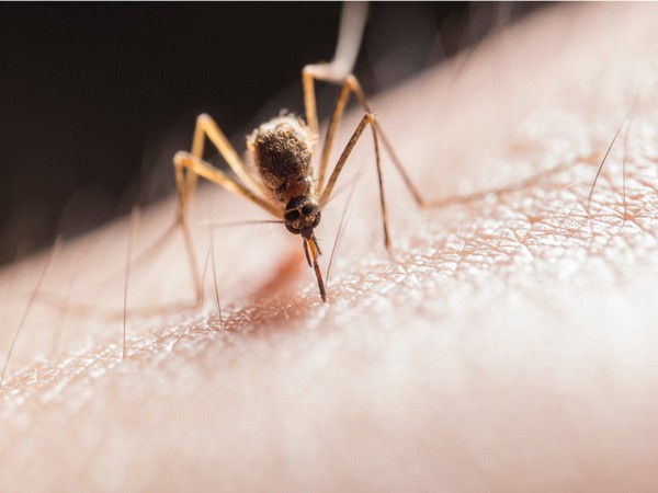 Government’s attention drawn towards dengue control