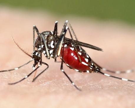 Three die of dengue infection in Tanahu
