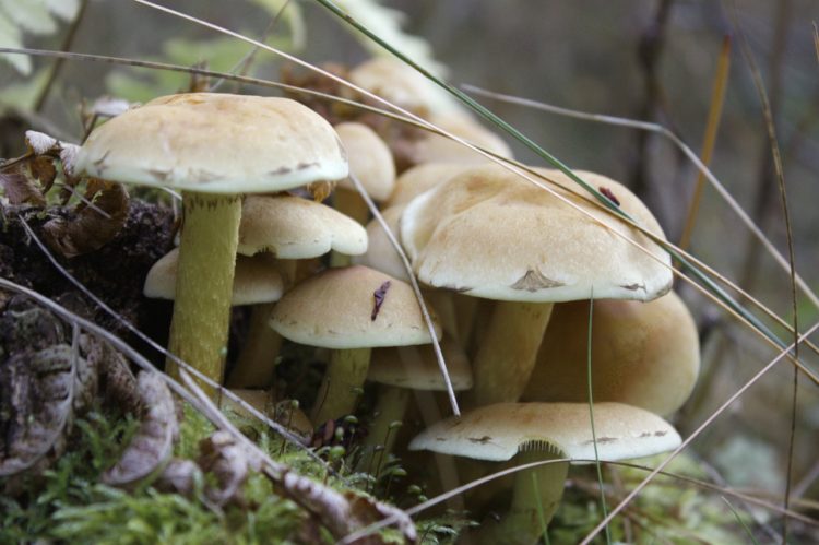 Five members of the same family fall ill after consuming poisonous mushrooms in Kanchanpur