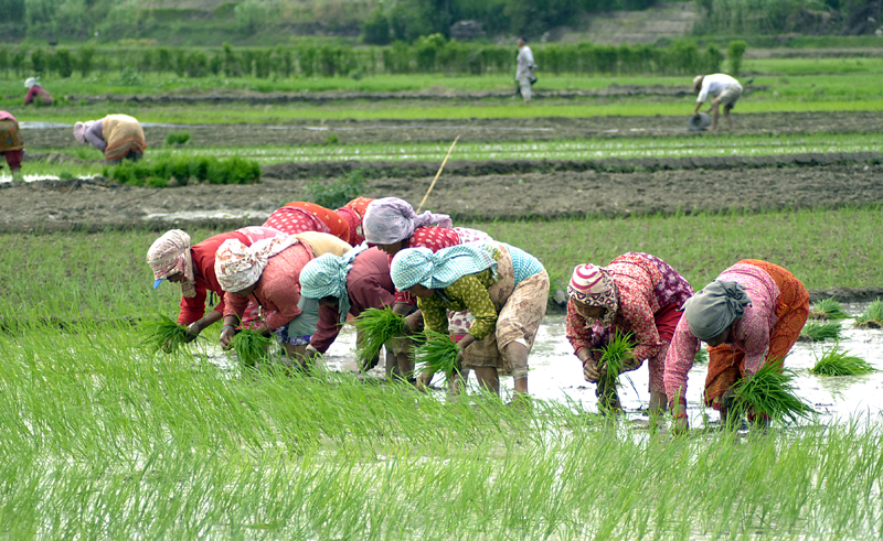 77% paddy seedlings transplantation completed in Madhes