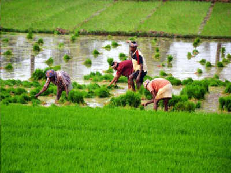 Farmers in Madhesh intensify paddy plantation with rain after prolonged drought