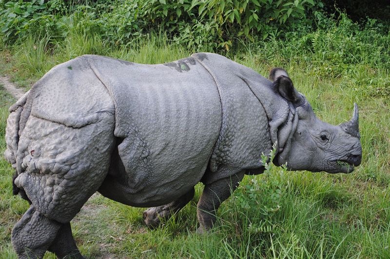 Rhino relocation begins in Chitwan National Park