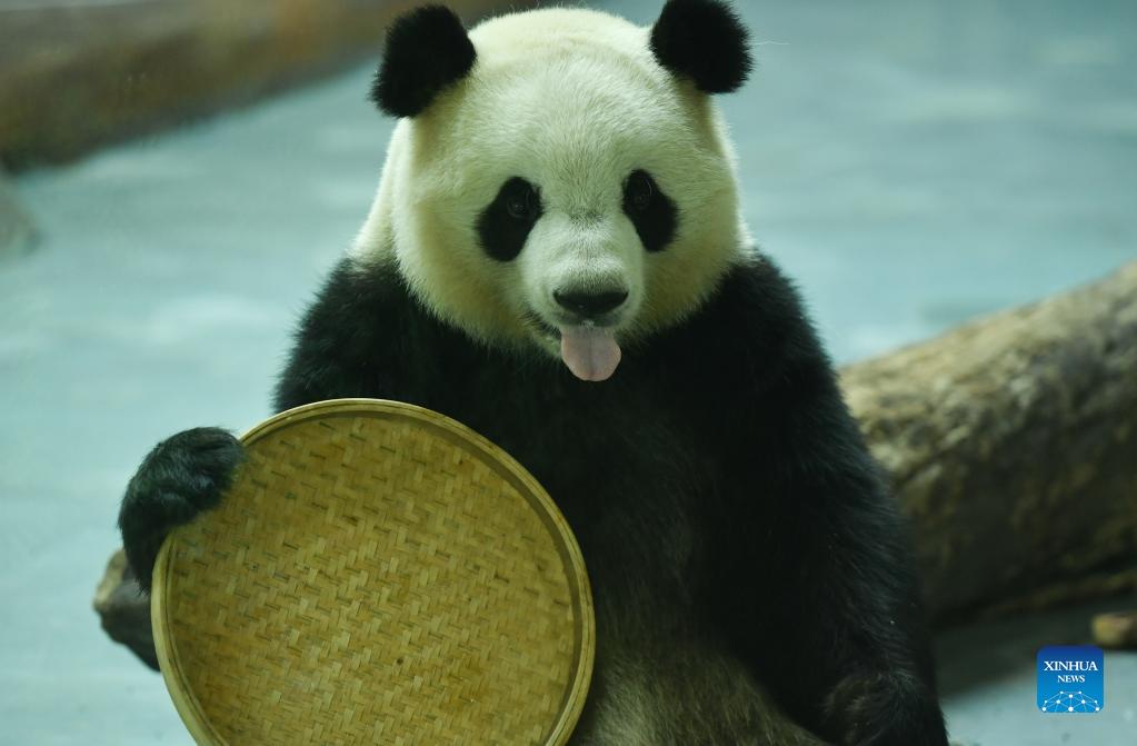 Tourists visit panda house in China