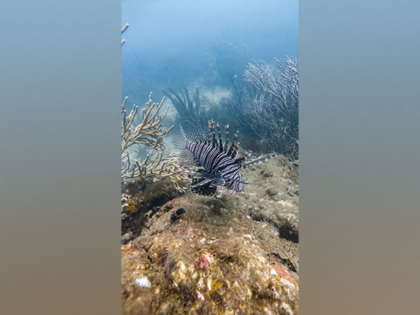More species threatened with extinction than previously thought