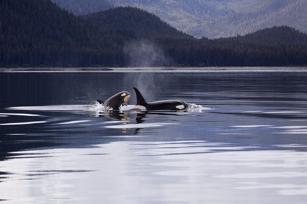 Puzzling new behavior of the killer whales