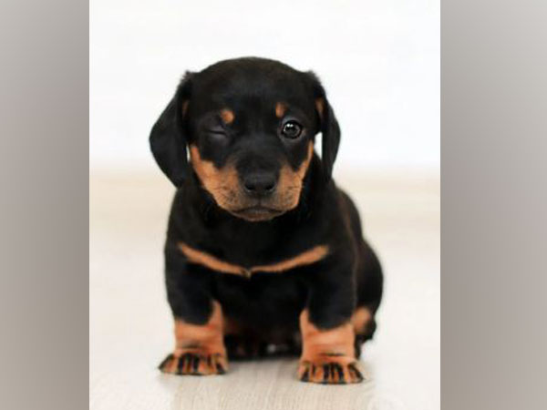 Puppies social skills present after birth: Study
