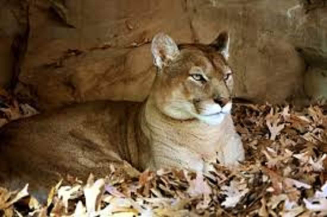 Mountain lion found dead along Los Angeles interstate