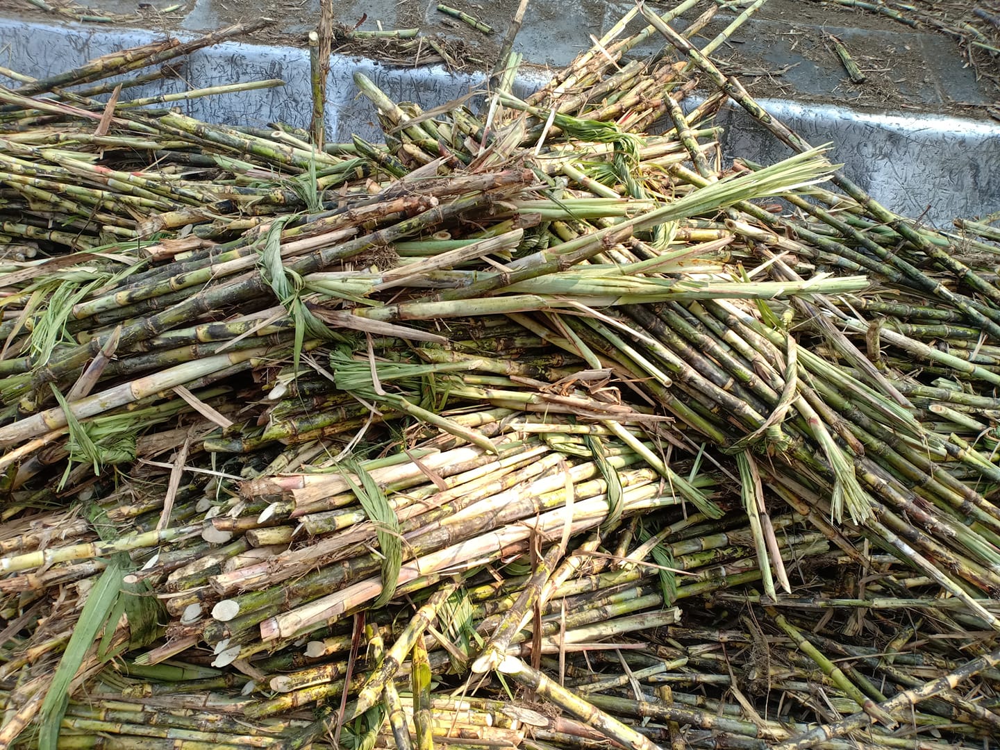 Sugarcane farmers launch protest over outstanding grant