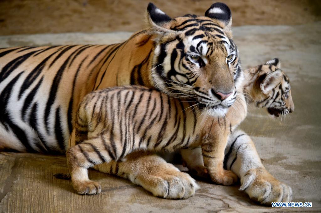 In pics: Royal Bengal Tiger  with cubs at Bangladeshi Zoo
