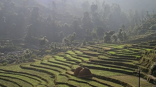 Tamang demands parliamentary discussions on marijuana farming