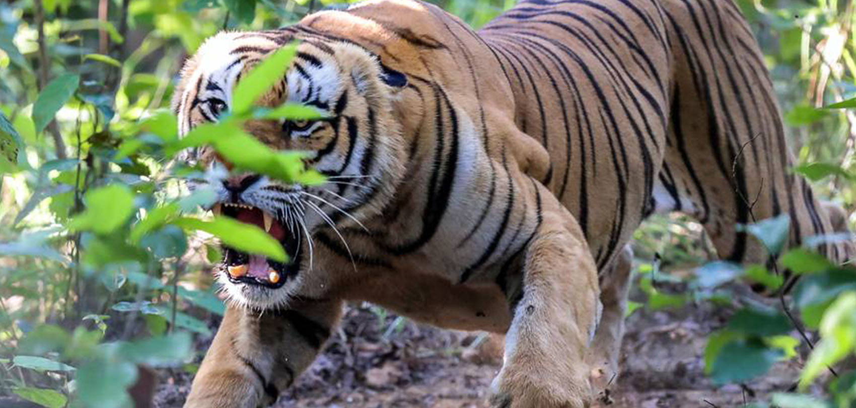 Tiger that kills woman taken under control