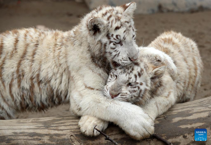In pics: Tigers in spotlight as Year of Tiger approaches