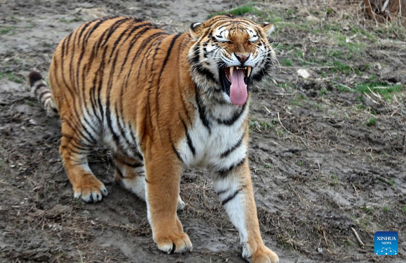 Tiger Attack: Residents of Central Zone in Panic