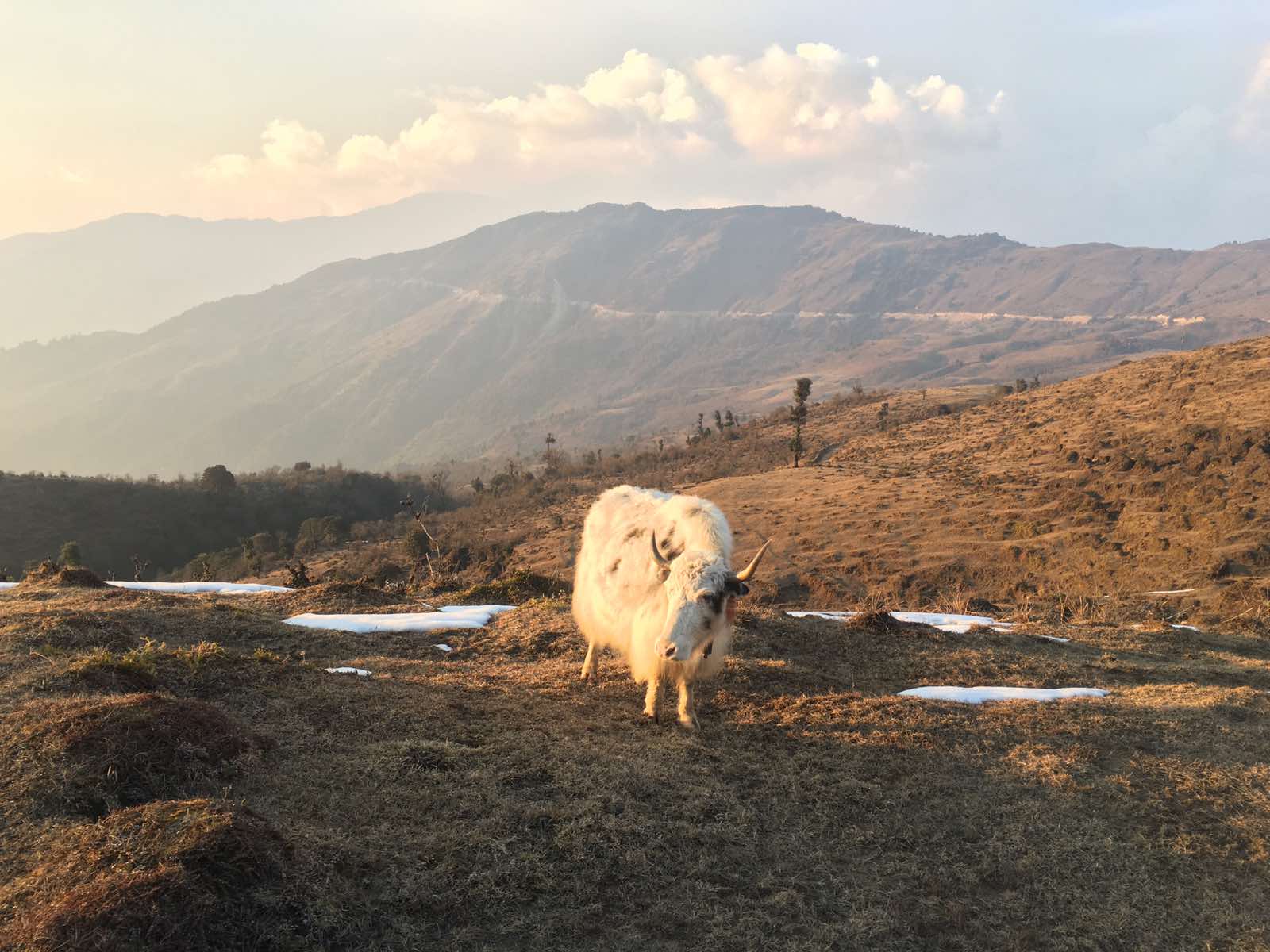 The Yaks of Sankhuwasabha