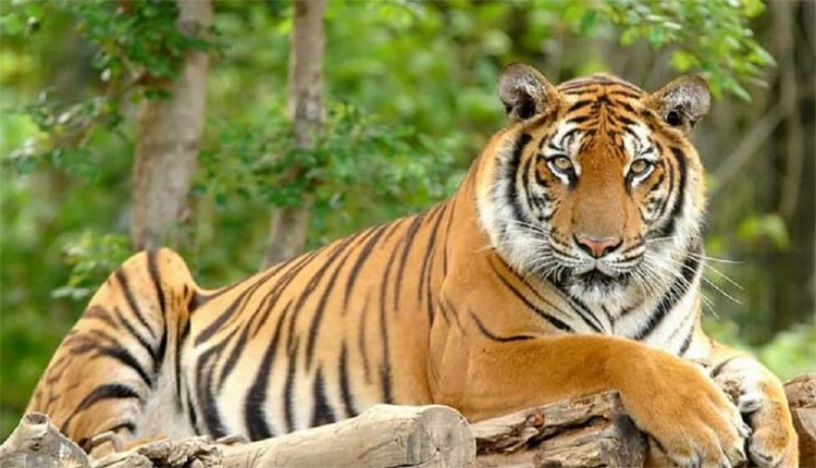 Nepal’s contribution in tiger population