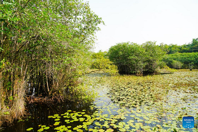 World Wetlands Day: 19 species of seedlings planted