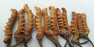 Snowfall affects collection of yarsagumba in Manang