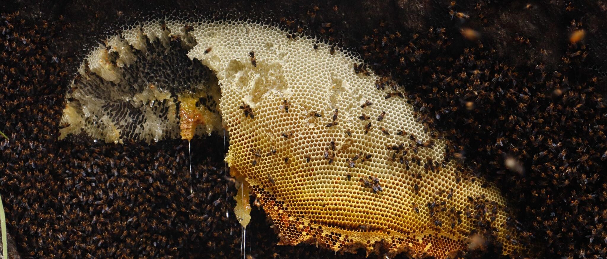 Farmers in Rukum Paschim sell 4 metric tons of honey in six months