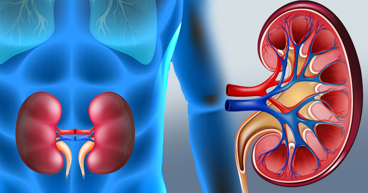 Nepali youth’s kidney trafficked in India under false job promise, gang arrested