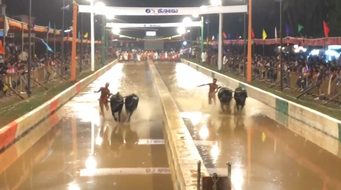 Over 160 pairs of buffaloes take part in Jaya Vijaya Kambla in Mangaluru