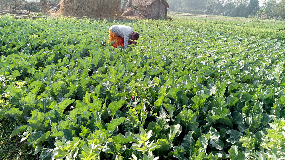Farmers of Madhes province to get Rs 2 billion grants