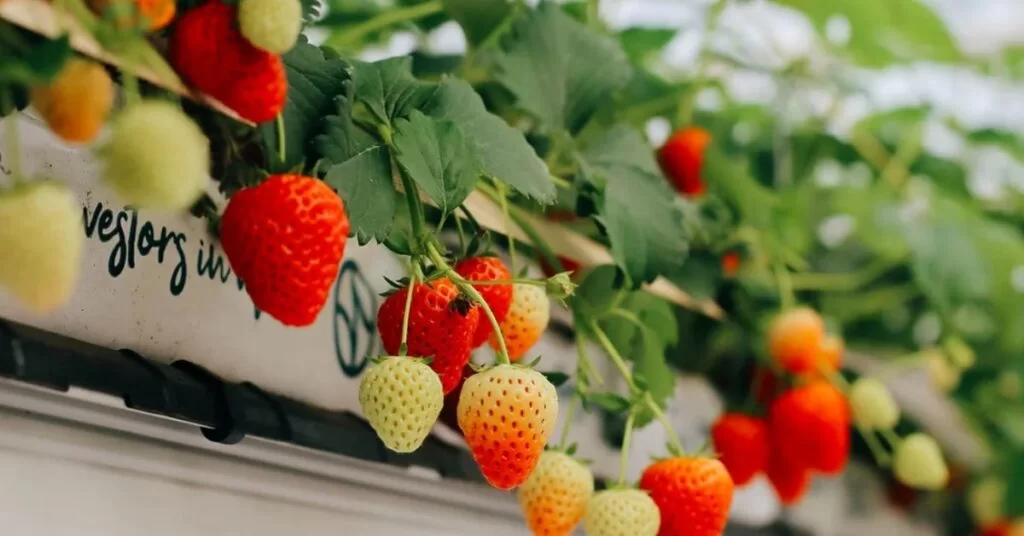 Commercial strawberry farming thriving in Dang